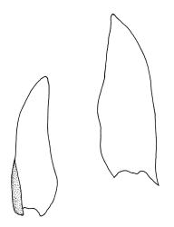 Erpodium glaucum, leaves of ventral ranks. Drawn from G.M. O’Malley s.n., CHR 545820.
 Image: R.C. Wagstaff © Landcare Research 2014 